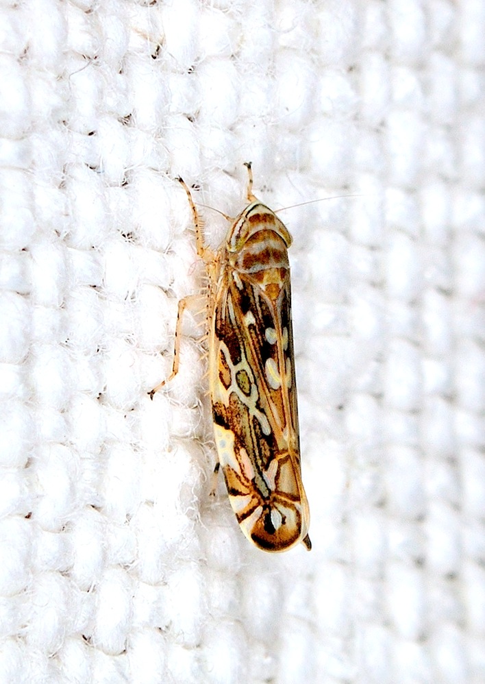 Cicadellidae:   Paralimnus lugens